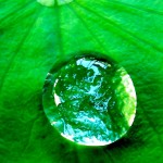 drop of water on a lotus leaf